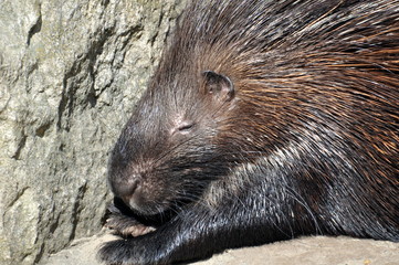 Stachelschwein schläft