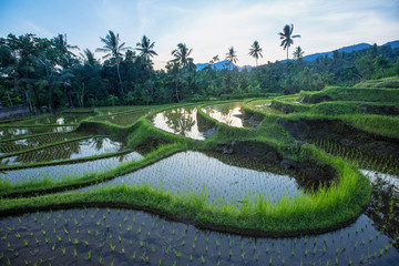 Bali Rice Terraces © Maygutyak