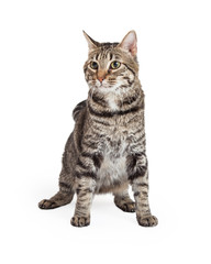 Obraz premium Domestic Shorthair Tabby Cat Sitting