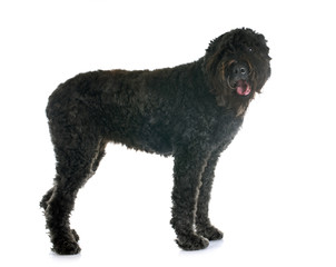 Bouvier des Flandres