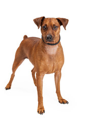Miniature Pinscher Mix Breed Dog Standing