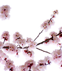 pink blossoms