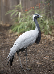 Demoiselle Crane