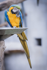 Perroquet ara jaune et bleu © PicsArt