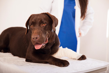 Beautiful labrador at the vet