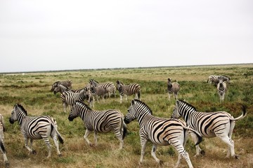 Fototapeta na wymiar Zebras auf der Flucht im Etosha Nationalpark - Namibia