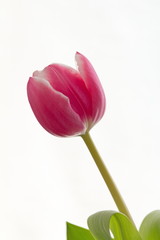 Pink White Tulip