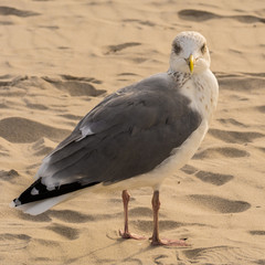Möwe am Strand bei Prerow auf Darss