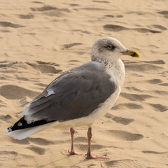 Fototapeta premium Möwe am Strand bei Prerow auf Darss