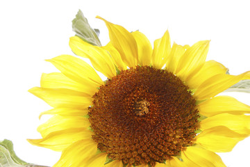 Obraz premium Sunflower