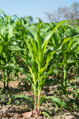 Green corn field in thailand