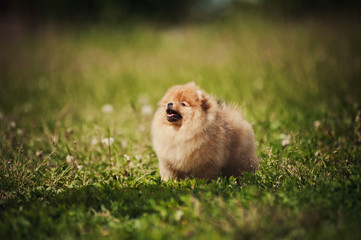 Small Pomeranian puppy