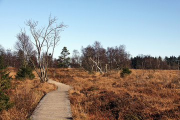 wanderweg durchs hochmoor