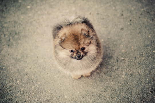 lonely Pomeranian Spitz on the street