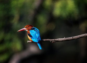 Kingfisher bird close up