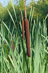 Rohrkolben - Typha