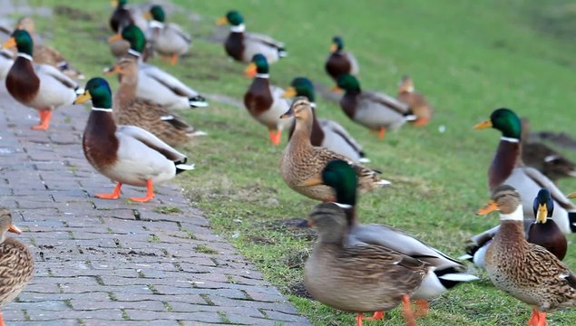 Enten am Deich, Stockenten,  Anas platyrhynchos  