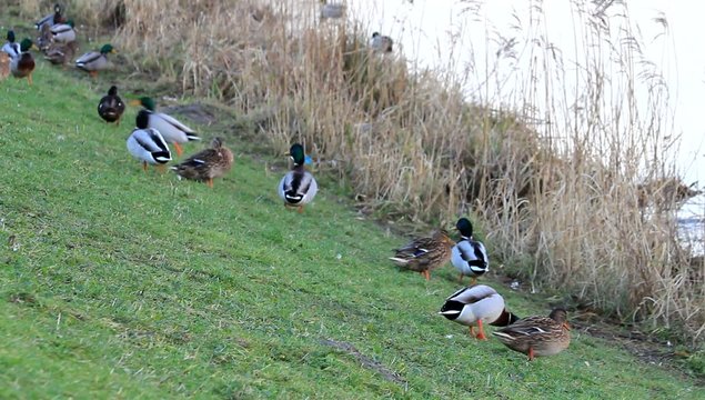 Enten am Deich, Stockenten,  Anas platyrhynchos  