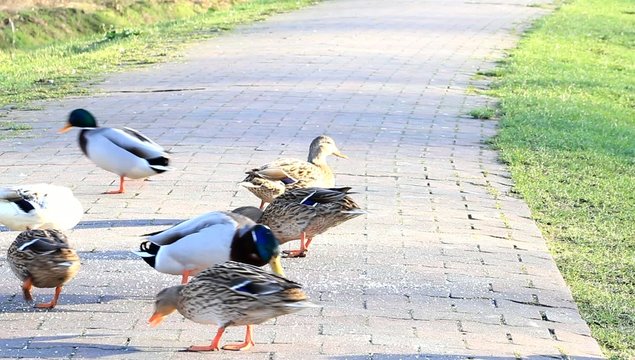Enten am Deich, Stockenten,  Anas platyrhynchos  