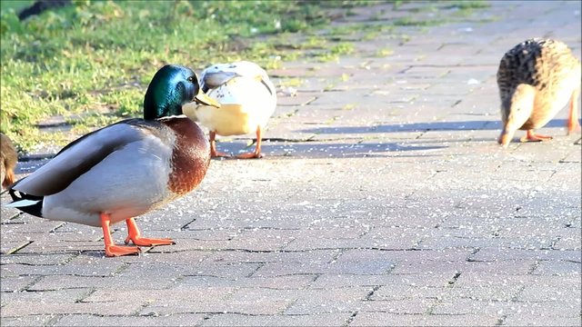 Enten Stockenten und M&ouml;wen am Deich,  Anas platyrhynchos, Larus 