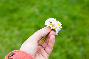 hand holding a bunch of dandelion flowers and ox-eye