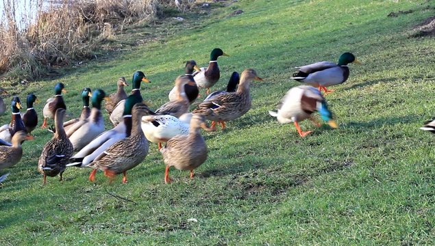 Enten am Deich, Stockenten,  Anas platyrhynchos  