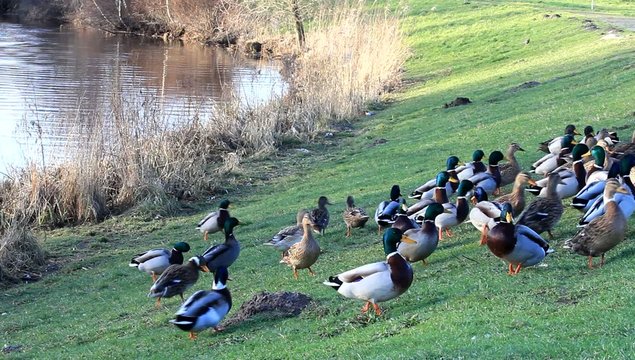 Enten am Deich, Stockenten,  Anas platyrhynchos  