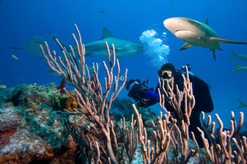 Fototapeta na wymiar Caribbean reef sharks and underwater photographer
