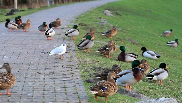 Enten am Deich, Stockenten,  Anas platyrhynchos  
