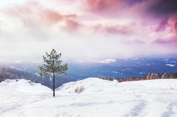 One pine tree on the snow-covered mountain at sunset