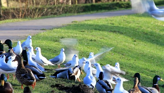 Enten Stockenten und M&ouml;wen am Deich,  Anas platyrhynchos, Larus 
