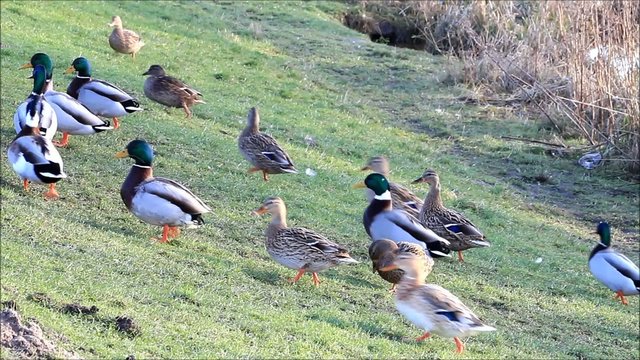 Enten Stockenten und M&ouml;wen am Deich,  Anas platyrhynchos, Larus 