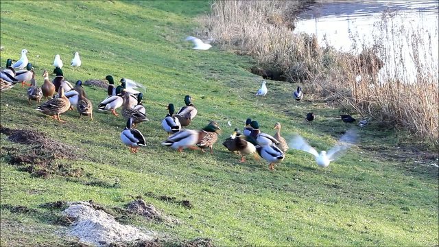 Enten Stockenten und M&ouml;wen am Deich,  Anas platyrhynchos, Larus 