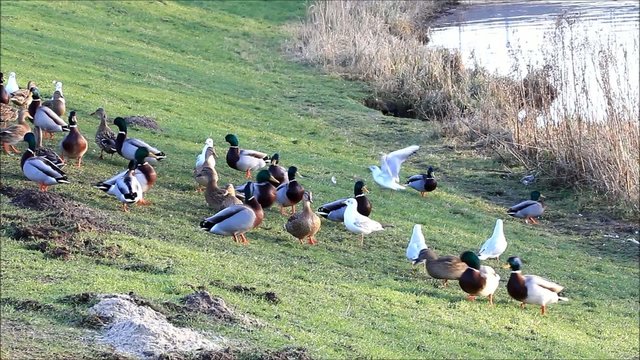 Enten Stockenten und M&ouml;wen am Deich,  Anas platyrhynchos, Larus 