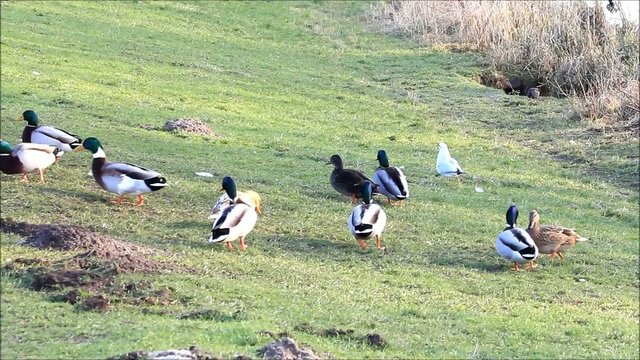 Enten Stockenten und M&ouml;wen am Deich,  Anas platyrhynchos, Larus 