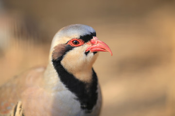 Chukar partridge