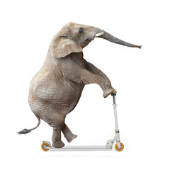 Obraz premium African elephant (Loxodonta africana) riding a push scooter.