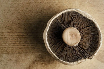 Mushroom Overhead - Vintage