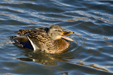 Mallard Duck Quacking and Swimming in the Water