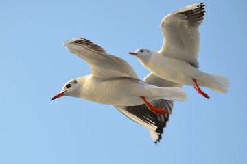 Seagull Flying, Seagull, Gull, Seabird, Bird, Bird Flying