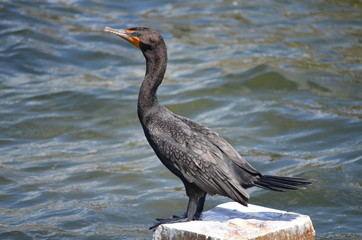 Amerikanischer Kormoran (Phalacrocorax auritus) in Florida
