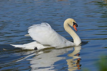 Fototapeta premium Swan on Blue Lake