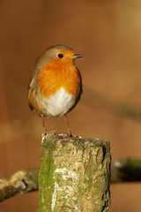 Robin - Erithacus rubecula