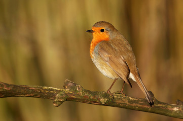 Robin - Erithacus rubecula