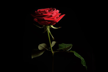 Rose isolated on dark background