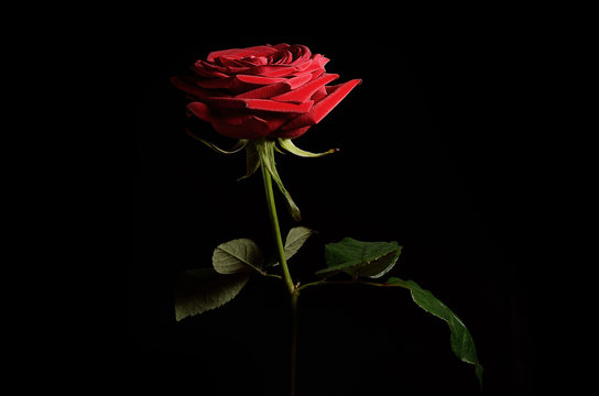 Fototapeta Rose isolated on dark background