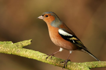 Chaffinch - Fringilla coelebs