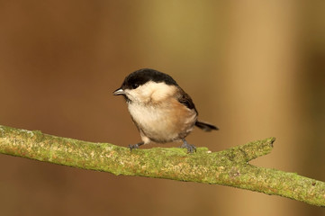 Willow Tit - Parus montanus