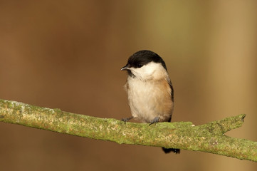 Willow Tit - Parus montanus