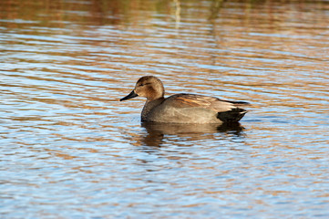 Gadwall - Anas strepera